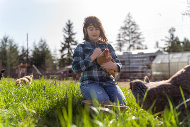 istock Girl sitting in grass with free range chickens 1404283660