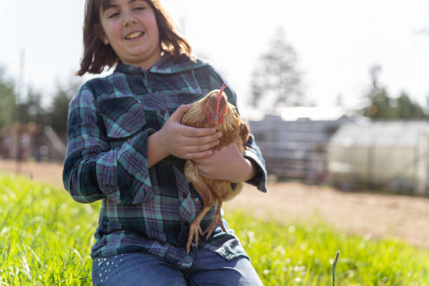 istock Elementary age girl holding pet chicken 1404283663