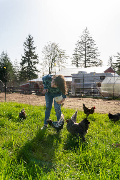 istock Elementary age girl feeding her free range pet chickens 1404284422