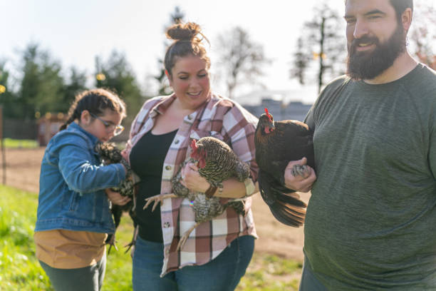 istock Family with chickens spending time outside 1404284426