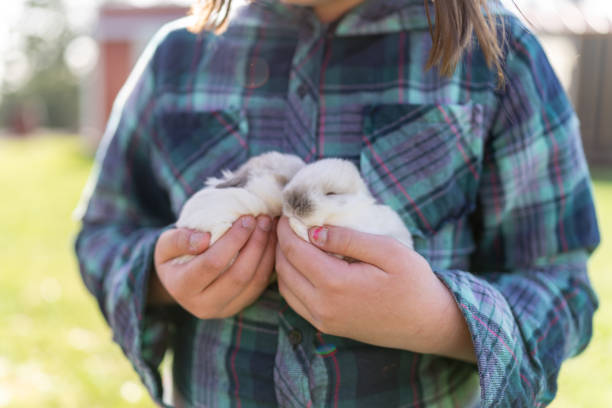 A veterinarian gently holds a newborn rabbit, preparing to feed it with a nourishing formula. This delicate process ensures the survival and health of the tiny animals.
