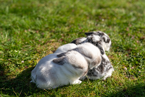 Four baby bunnies snuggle together and sleep while in the grass on a warm and sunny day.