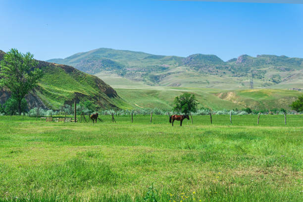 pasture in a mountain valley with a grazing horses
