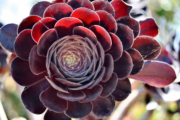 Sometimes called Irish Rose, is a succulent.