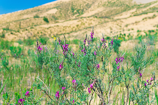purple astragalus flowers in blooming spring desert, Sarykum sand dune