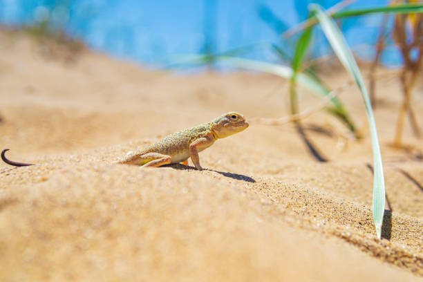istock lizard toad-headed agama among the dry grass in the dunes 1404285410