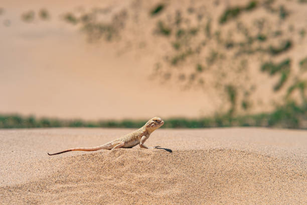 istock desert lizard secret toadhead agama (Phrynocephalus mystaceus) on the sand dune of Sarykum 1404285508