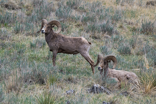 Ram and Ewe in Theodore Roosevelt National Park, North Dakota.