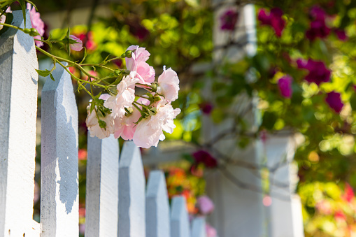 A bright wild rose bush grows along a wooden fence in Cape Cod, Massachusetts.