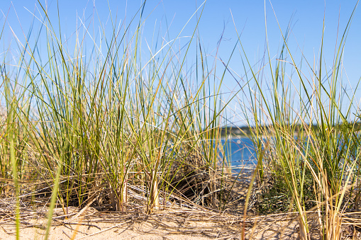Coastal dune grass growing from the sand near the sea.