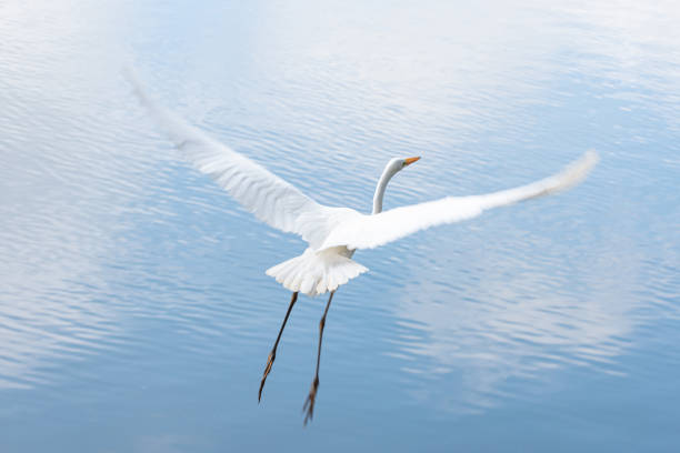 istock Beautiful white heron flying over a lake, natural light, selective focus. 1404288356