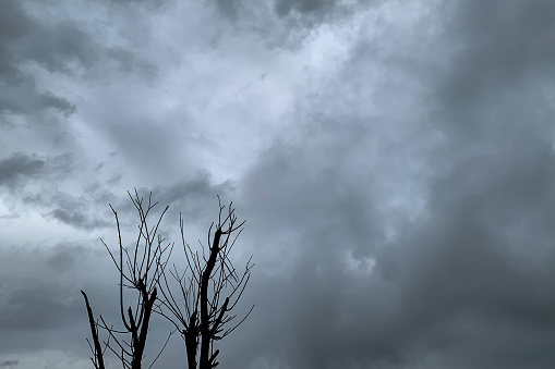 Branches of died tree against cloudy sky.