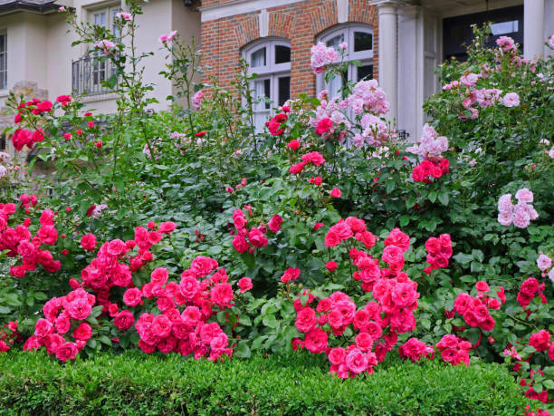 istock Tall shrub roses used as a beautiful hedge for privacy 1404288788