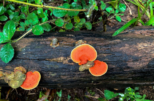 оранжевый гриб, растущий на влажной древесине - moss fungus macro toadstool стоковые фото и изображения