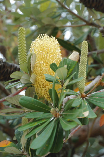 Merimbula , NSW, Australia