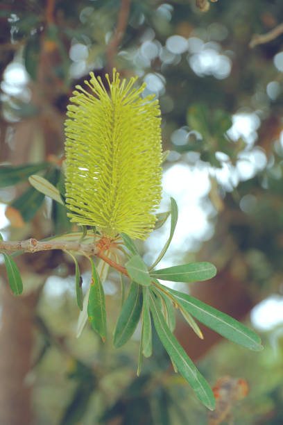 istock Merimbula , NSW, Australia 1404288869