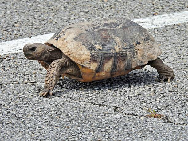istock Gopher Tortoise (Gopherus polyphemus) - young tortoise walking in a parking lot 1404289898