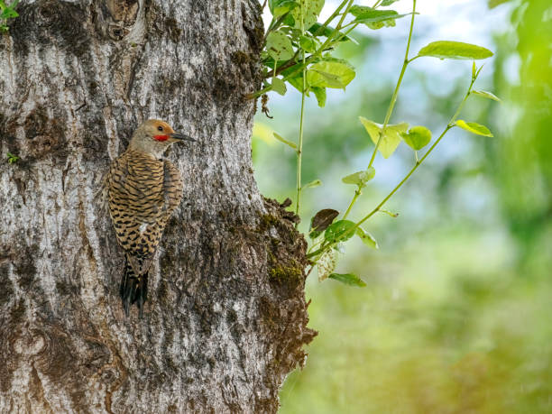istock Northern Flicker Woodpecker On a Tree 1404291017