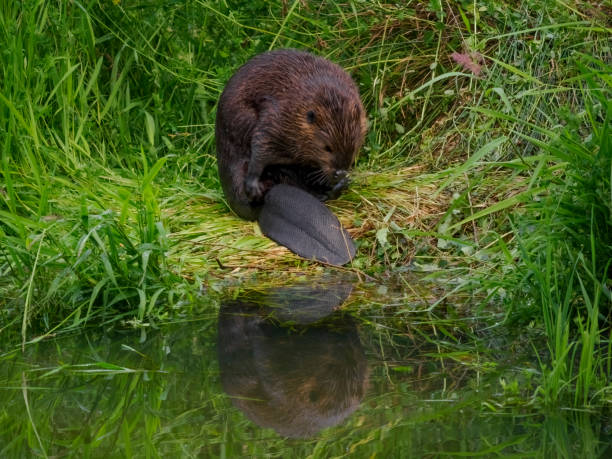 beaver castor canadensis in grass grooming western oregon - north american beaver fotos imagens e fotografias de stock