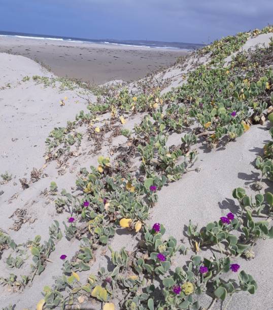 istock Flowers growing on dunes at beach 1404291108