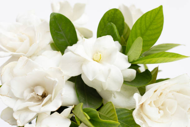 istock Cape jasmine or garden gardenia, gerdenia flower 1404291132
