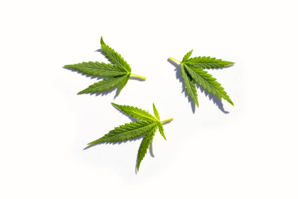 istock Cannabis plant, Fresh green leaves on white background 1404292051