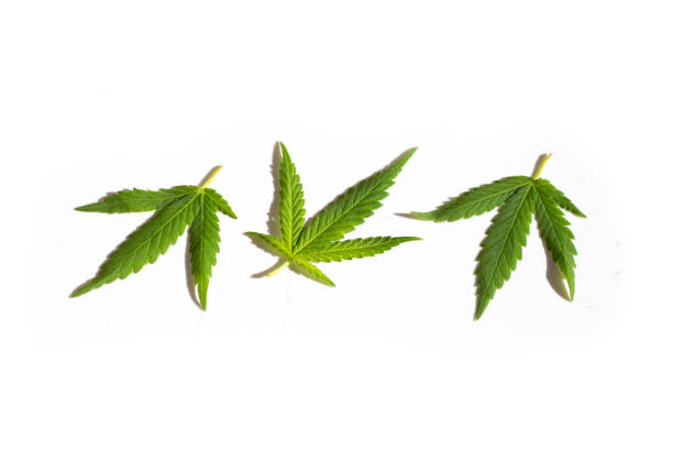 istock Cannabis plant, Fresh green leaves on white background 1404292067