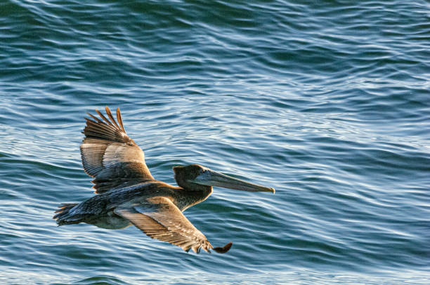 istock Brown Pelican Flying Over Pacific Coast 1404292193