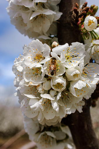 Close-up of springtime almond (Prunus dulcis) blossoms on orchard trees with honey bee pollinating the blossoms.\n\nTaken in the San Joaquin Valley, California, USA.