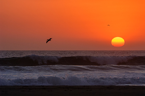 Pelican (Pelecanus occidentalis) flying along Pacific Ocean shoreline, with the sun setting off to the side.\n\nTaken in Southern California, USA