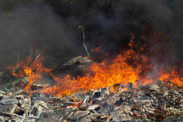 istock Black smoke and fire. Fire in forest. Burning of garbage. 1404293097