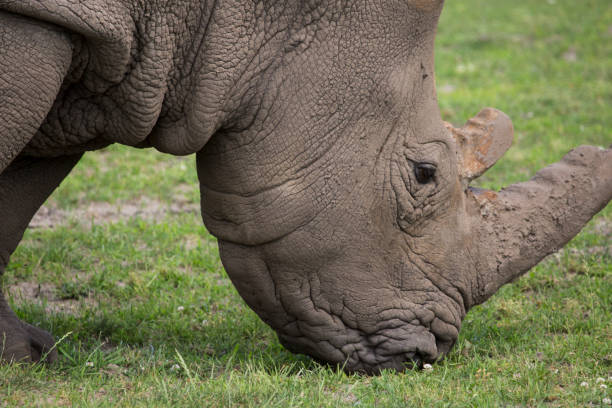 istock A rhino is eating grass at nature 1404293135
