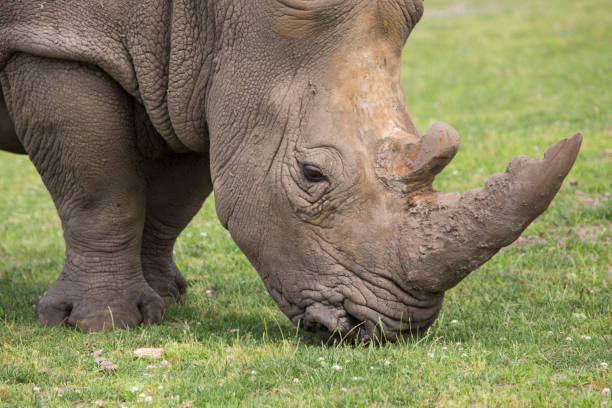 istock A rhino is eating grass at nature 1404293162