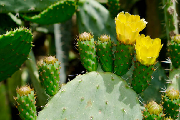 istock Prickly Pear cactus in flower. 1404293177