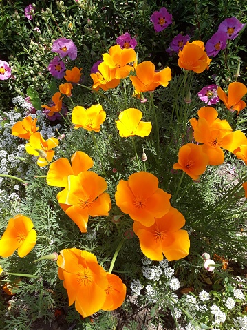 Frog perspective view of beautiful orange coloured California poppies against a blue sky