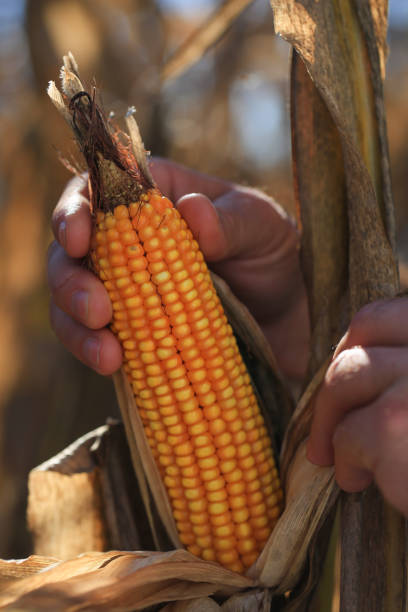 hand with corn on the cob - agriculture close up corn corn on the cob imagens e fotografias de stock