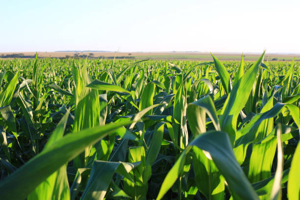 maíz en campo de cultivo - maíz tierno fotografías e imágenes de stock