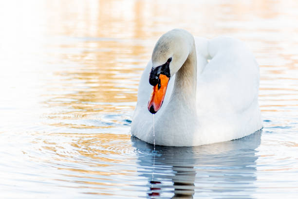 istock male mute swan in water 1404298871
