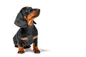 Cute dachshund puppy sits and looks attentively sideways at the owner , waiting for a delicious reward for training. Education puppies