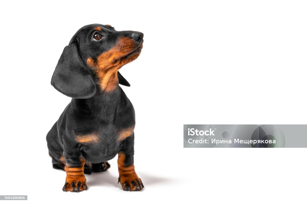 Cute dachshund puppy sits and looks attentively sideways at the owner , waiting for a delicious reward for training. Education puppies Cute dachshund puppy sits and looks attentively sideways at the owner , waiting for a delicious reward for training. Education puppies. Dog Stock Photo