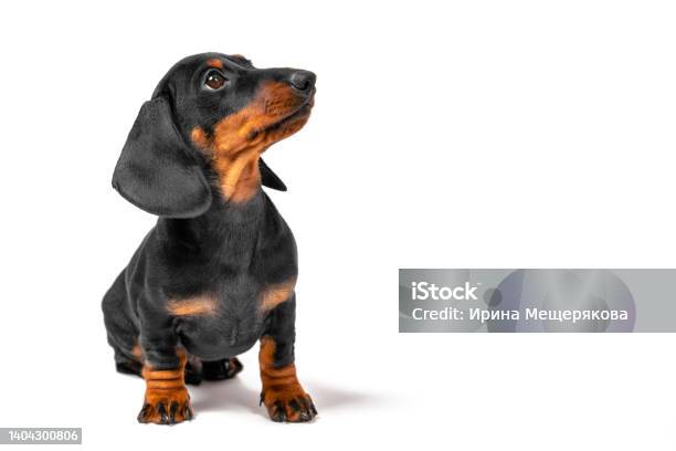 Cute Dachshund Puppy Sits And Looks Attentively Sideways At The Owner Waiting For A Delicious Reward For Training Education Puppies Stock Photo - Download Image Now