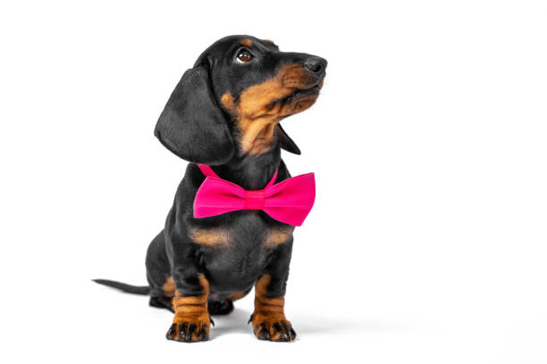 真紅の蝶ネクタイを締めた小さなダックスフンドの子犬が素直に誕生日パーティーの始まりを待っています。犬の衣類・アクセサリー店 - dog dachshund small puppy ストックフォトと画像