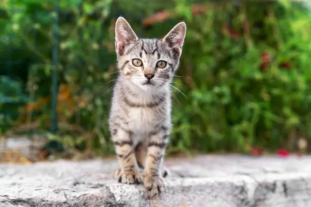 Photo of A small striped kitten is sitting outside on the asphalt in the park. Portrait of a gray stray kitten. Street cats