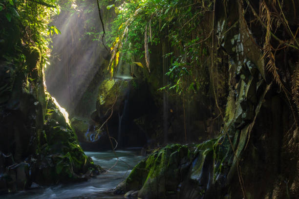 istock Indonesian tropical forest wild landscape with tall and green trees 1404301409