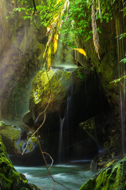 istock Indonesian tropical forest wild landscape with tall and green trees 1404301410