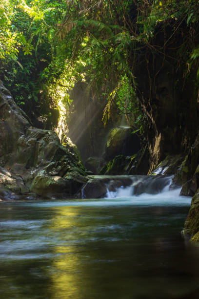 istock Indonesian tropical forest wild landscape with tall and green trees 1404302110