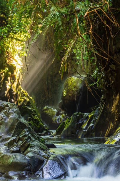 istock Indonesian tropical forest wild landscape with tall and green trees 1404302151
