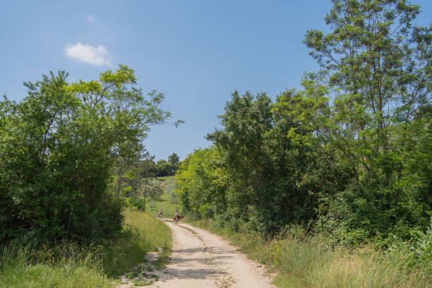 istock Scenic view of a dirt road through lush forest 1404303107
