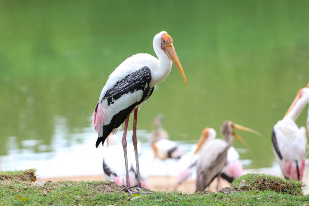 istock The Painted Stork bird (Mycteria leucocephala) in garden 1404303143