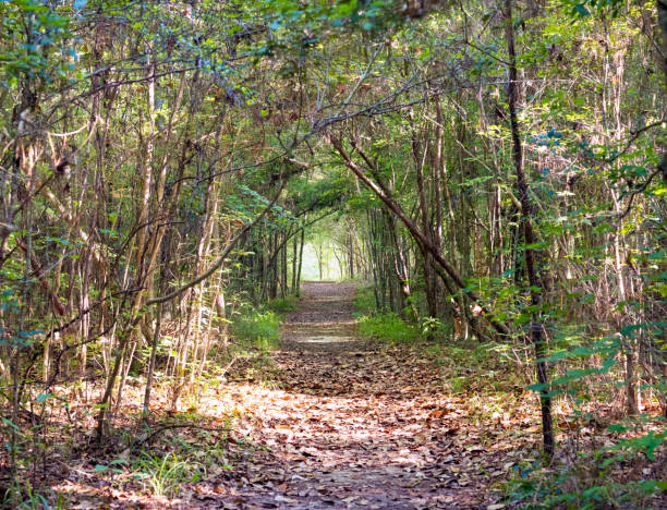 istock Footpath through the forest with a diminishing perspective. 1404303814